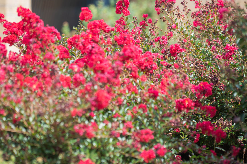 Plants Summer-Fall Pack