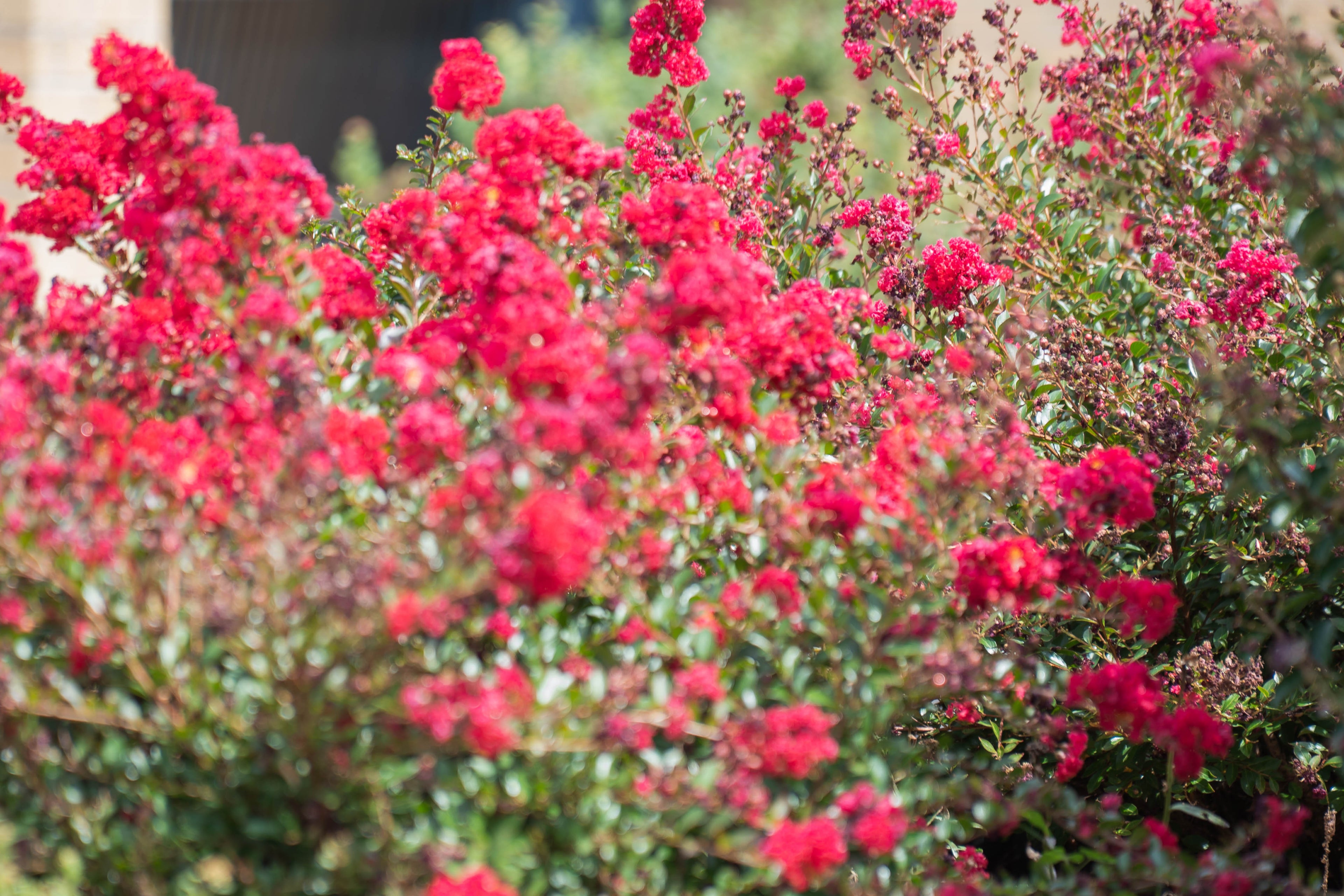 Plants Summer-Fall Pack